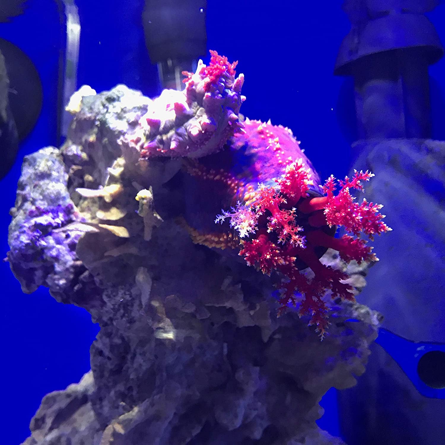 Prime Fresh and Saltwater Conditioner - Chemical Remover and Detoxifier